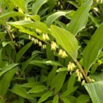 アマドコロの花