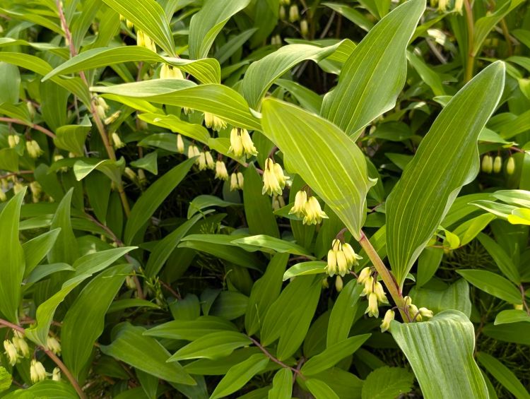 アマドコロの花