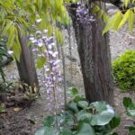 藤の花