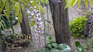 藤の花