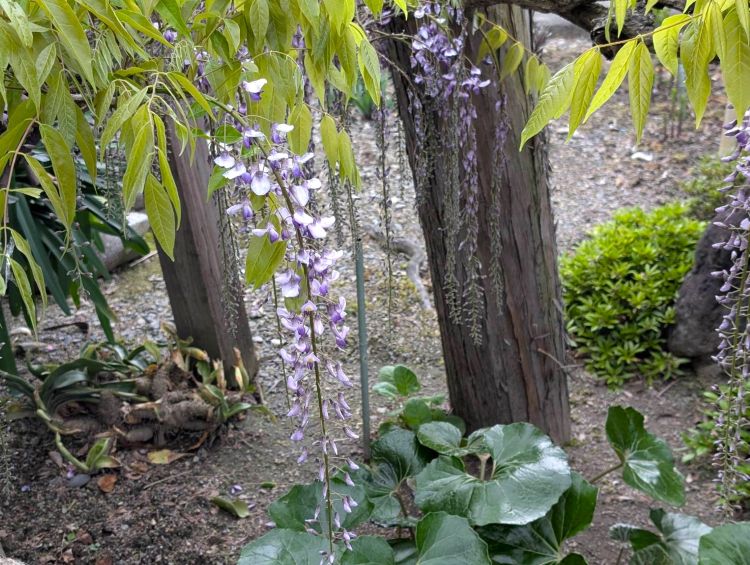 藤の花