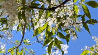 アオダモの花