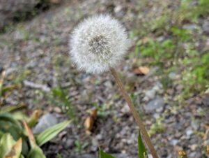 たんぽぽの綿毛　２０２６の２