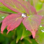モミジの葉と雨粒