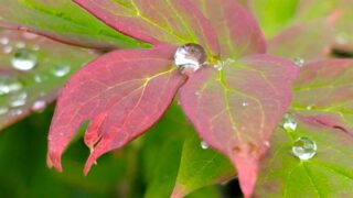 モミジの葉と雨粒