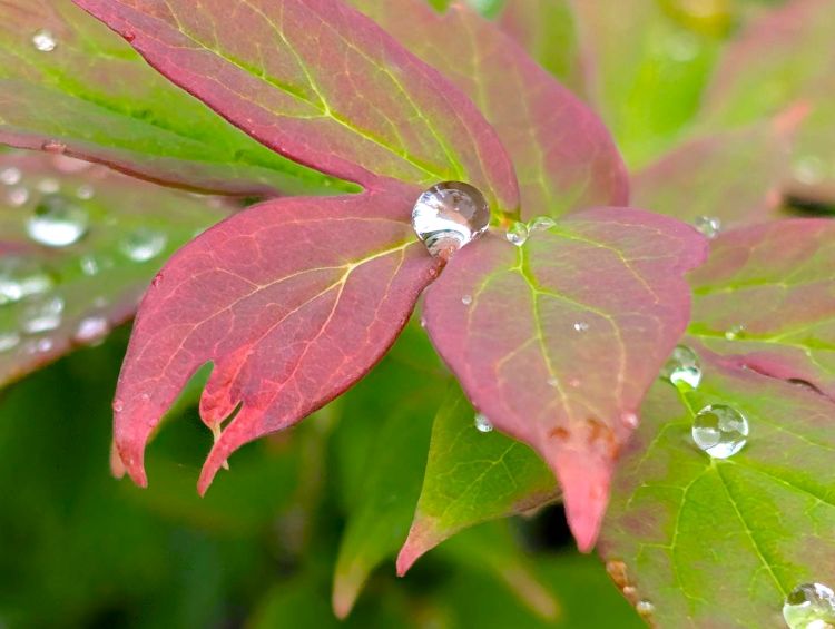 モミジの葉と雨粒
