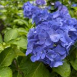 青い紫陽花