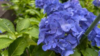 青い紫陽花