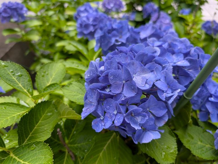 青い紫陽花