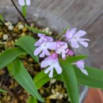 イワチドリの花