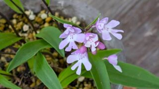 イワチドリの花