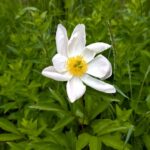 白い芍薬と安楽寺