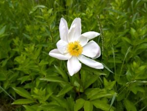 白い芍薬と安楽寺