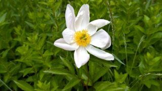 白い芍薬と安楽寺