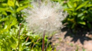 オキナグサの綿帽子姿