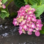 ピンクの紫陽花　２０２６