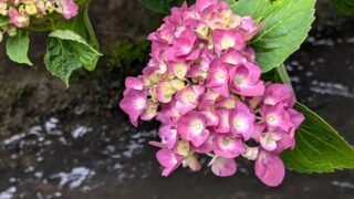 ピンクの紫陽花　２０２６