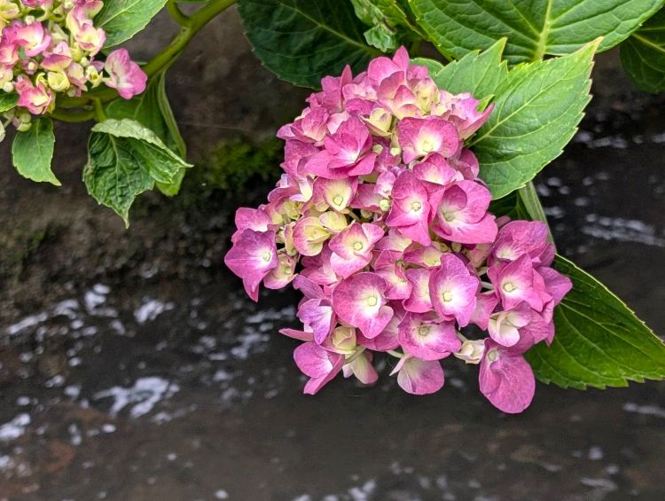 ピンクの紫陽花　２０２６