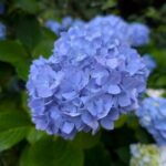 青い紫陽花　２０２６