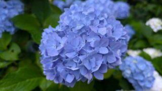 青い紫陽花　２０２６