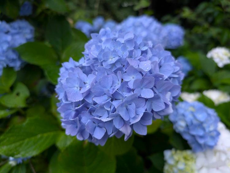 青い紫陽花 2026