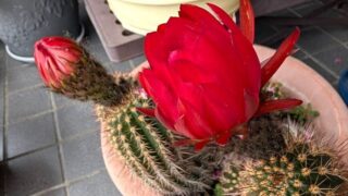 サボテンの花　２０２６年