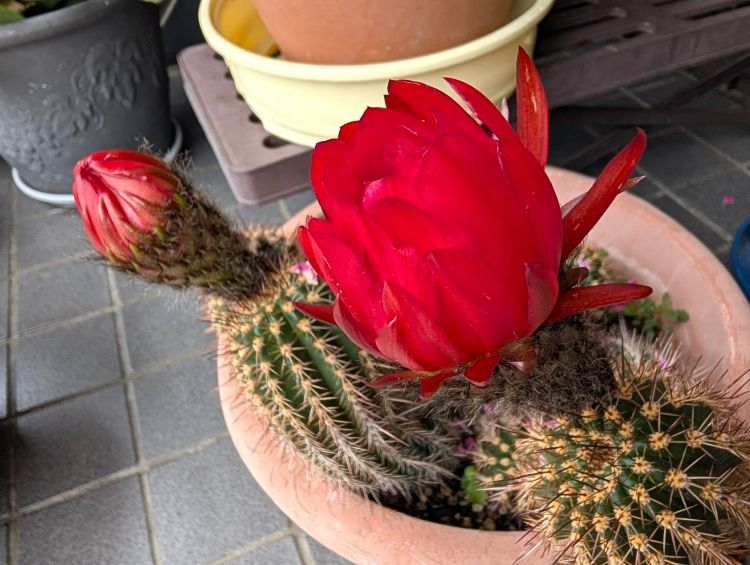 サボテンの花　２０２６年