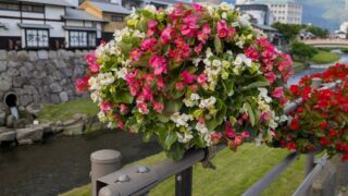 四柱神社前の花