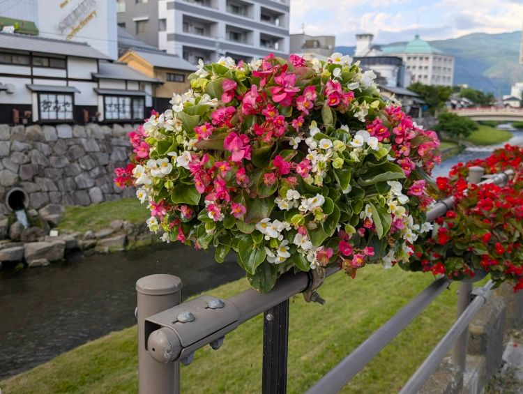 四柱神社前の花