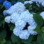 白い紫陽花の株