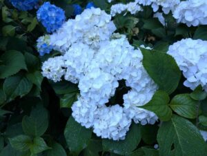 白い紫陽花の株