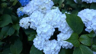 白い紫陽花の株