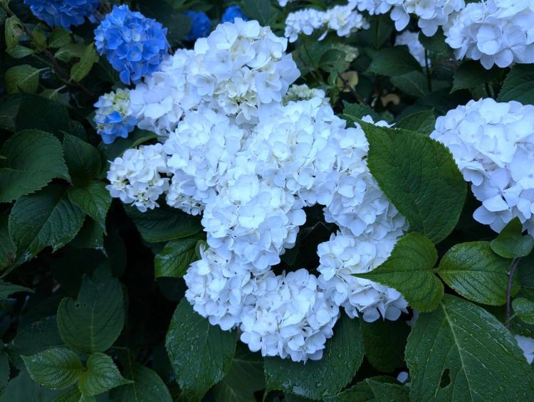 白い紫陽花の株