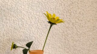 ヘリオプシス