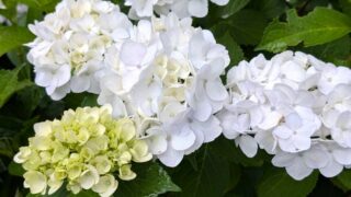 白い紫陽花　２０２６