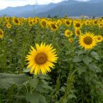2026年夏のひまわり１