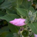 アメリカフヨウの花