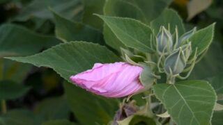 アメリカフヨウの花