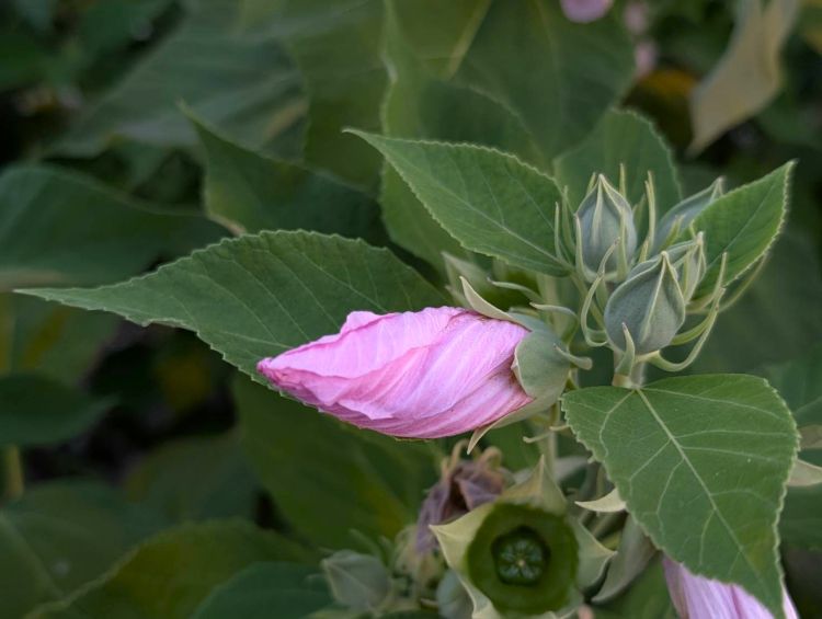 アメリカフヨウの花