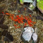 湯本富士屋の金魚１