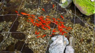 湯本富士屋の金魚１