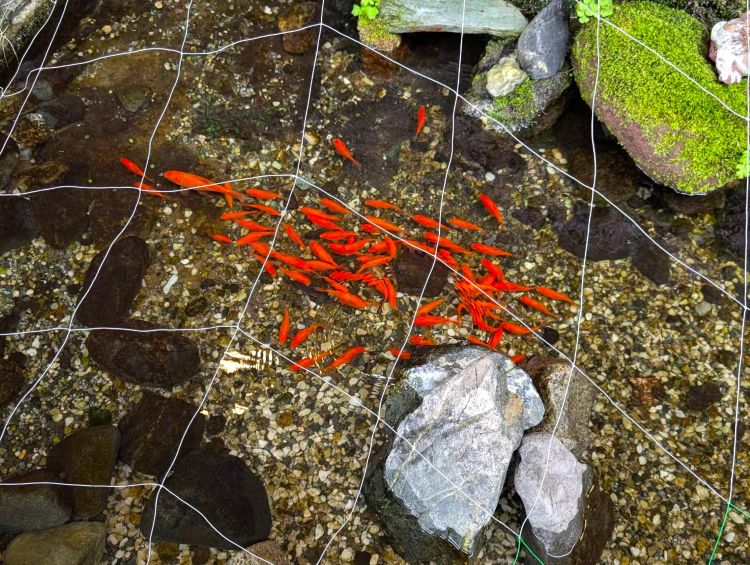 湯本富士屋の金魚１