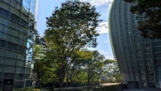 新国立美術館　２０２６年８月のセミの鳴き声