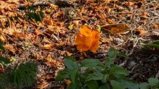 地面に落ちたノウゼンカズラの花