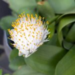 マユハケオモト