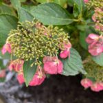 10月の紫陽花