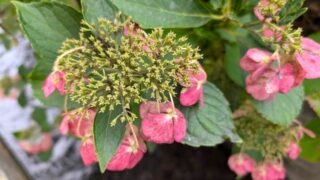 10月の紫陽花