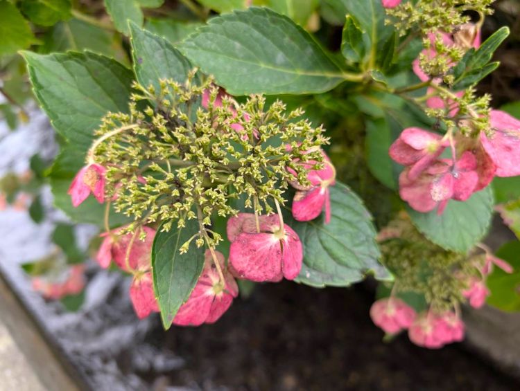 10月の紫陽花